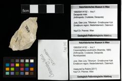 Foto (Objekt + Etiketten) von Cracensigillatus acutirostris (Moericke, 1889) 